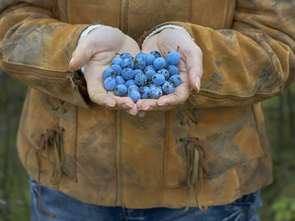 10 maravillosas razones para comer arándanos - Crece el consumo