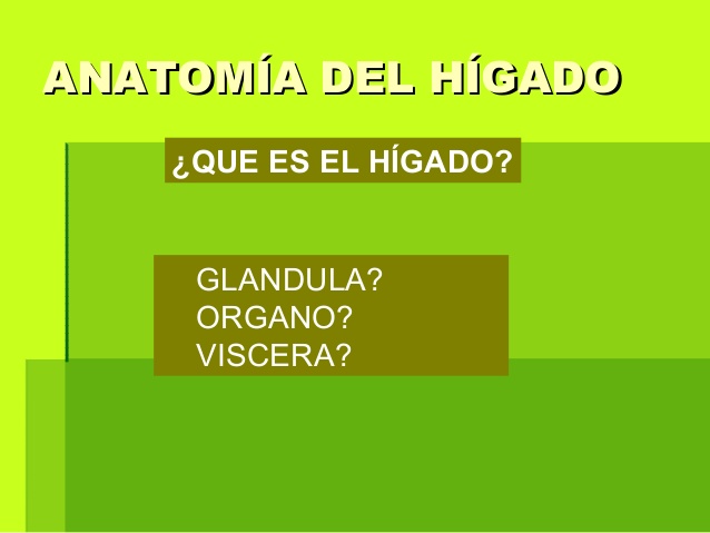 ANATOMÍA DEL HÍGADOANATOMÍA DEL HÍGADO
GLANDULA?
ORGANO?
VISCERA?
¿QUE ES EL HÍGADO?
 