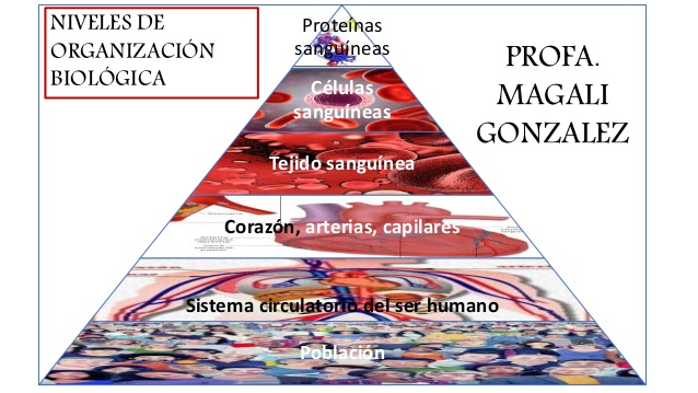 Prote�nas
sangu�neas
C�lulas
sangu�neas
Tejido sangu�nea
Coraz�n, arterias, capilares
Sistema circulatorio del ser humano
...