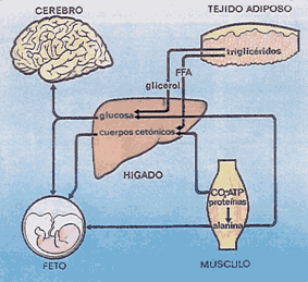 nutrientes.jpg (13643 bytes)