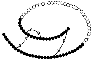 proinsulin molecule