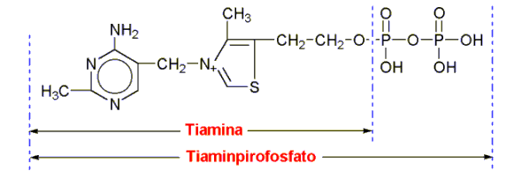 Tiamina