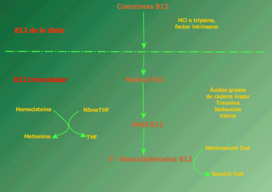 Metabolismo B12